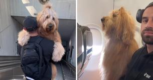 Internet-Famous Dog Brodie The Goldendoodle Gets To Travel The World In Style As He Always Flies First Class