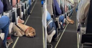 Adorable Labrador Retriever Captures Hearts After Falling Asleep During A Flight