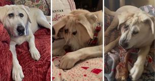 Dog With Unusual Face Was Neglected For 5 Years But Kind Owner Took Him In & Gave Him A Forever Home