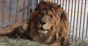 ‘World’s Loneliest Lion’ Was Held Captive Alone For 5 Years But Kind Animal Rescuers Stepped In To Save Him