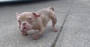Deformed ‘Gremlin’ Puppy Gets Second Shot At Life After Being Rescued From Careless Backyard Breeder