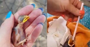 Woman Shows Off Her Pet Bird’s Growth 1 Year After She Rescued Him From A Smashed Egg