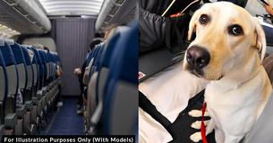 Couple Gets $1,410 Refund From Airline After Enduring Dog With Flatulence On 13-Hour Flight