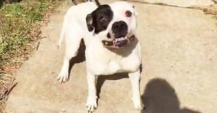 Dog Found Chained In A Basement Jumps For Joy After She Sees Her Rescuers