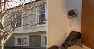 Mom Unpacks Belongings In Her New Home Until Her Dog Begins Barking At Something Behind The Wall