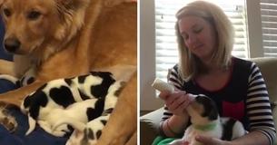 Rescued Golden Retriever Gives Birth But Her 'Cow Babies' Have Everyone Scratching Their Heads