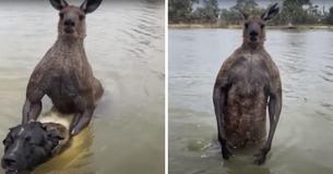 Brave Man Rescues His Dog After A Kangaroo Tried To Drown It