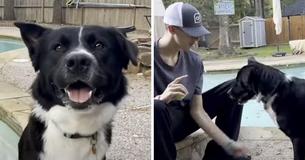 Dog Wakes Up A Sleeping Couple To Alert Them That Their Son Is Having A Stroke