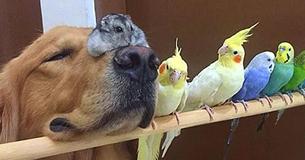 Golden Retrievers, Hamster, And 8 Birds Make Up The Oddest Best Friends Ever