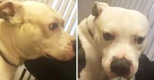 Abandoned Dog Waits Patiently On Mattress After Owners Move Home And Leave Him Behind
