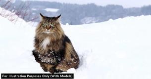 The Norwegian Forest Cat Used To Be A Favorite Pet Among The Vikings