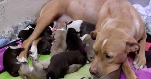 Pit Bull Mother And Her 10 Newborn Puppies Were Dumped At The Doorstep Of Animal Shelter