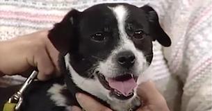 Father Buries Dog Hit By Car - However, 14 Hours Later, He's Waiting At Their Front Door