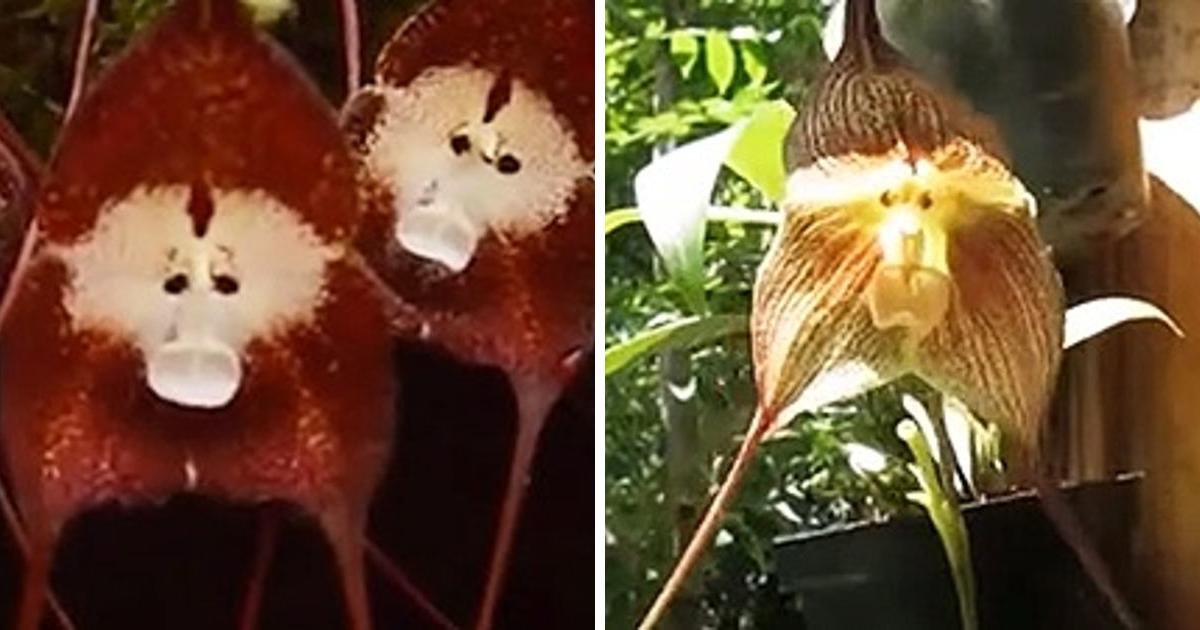 A Unique Species Of Orchid Bear A Striking Resemblance To Monkeys