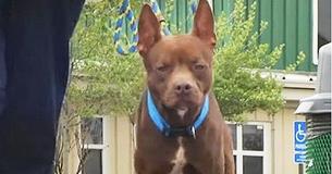 Pit Bull Is Left All By Himself At Shelter After Every Other Animal Gets A Home