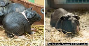 Skinny Pigs Are A Hairless Breed Of Guinea Pigs And Look Like Tiny Hippos