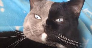 Kitty Born With Two Faces Grows Up To Be The Most Gorgeous Cat I've Ever Seen