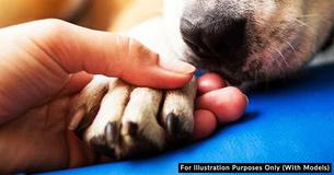 Veterinarian Explains What Pets Do Before Passing Away