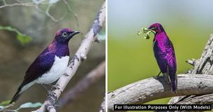 Violet-Backed Starling Looks Like A Dazzling Flying Gemstone