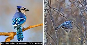 Stunning Plumage Of Common Blue Jay Is Anything But Ordinary