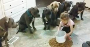Six Pit Bulls Wait For 4-Year-Old To Feed Them & Their Reaction When She Dumps Food On The Floor Stuns Viewers