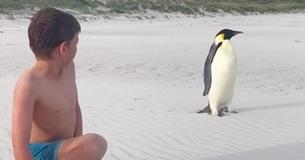 ‘Are You A Little Lost?’: Emperor Penguin From Antarctica Makes Cameo In Aussie Family’s Beach Video