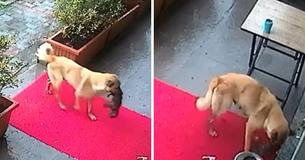 Devoted Mama Dog Brings Her Unconscious Puppy To Vet Without Any Human Help