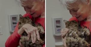 Lost Cat Thought Dead In Wildfires Miraculously Reunites With Owner After 2 Months