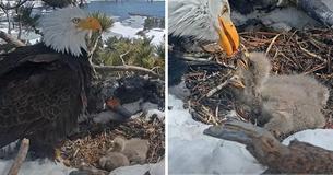 Tragedy Strikes Family Of Widely-Watched Bald Eagles After Snowstorm