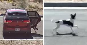 Owner Abandons Dog On Empty Street, Says ‘Bye-Bye’ Before Leaving In Cruel Act Caught On Camera