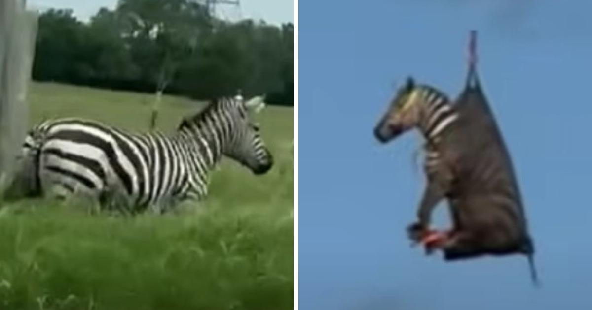 Escaped Zebra’s Week On The Loose Ends With Extraordinary Rescue Via ...
