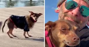 Man’s Lost Dog Found Again After 8 Years, Sparking Emotional Reunion