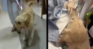Therapy Dog’s Gentle Touch Woke Woman Up From Coma In Stunning ‘Miracle’ Recovery
