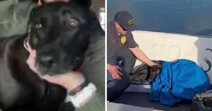 Lifeguards Follow Missing Dog’s Tag Into Open Ocean & Start To Lose Hope Until They Spot The Unbelievable