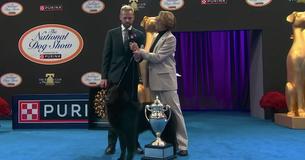 Belgian Sheepdog Soleil Shines Bright With Best in Show Win at National Dog Show on Thanksgiving Day