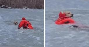 Heart-Stopping Rescue Caught On Film After Dog Plunges Through Thin Ice On Pond