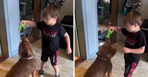 Child With Autism Never Touched His Pet Dog In Years Until One Extraordinary Day