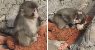 Abandoned Baby Monkey & His Stuffed Animal Melted Hearts Worldwide