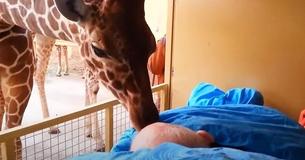 Il guardiano dello zoo malato riceve un addio da re dagli animali di cui si è preso cura