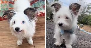 Woman Adopts Petite Rescue Dog Known for a Striking Feature