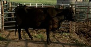 Vaca grávida desafia as chances de uma em onze milhões ao dar à luz