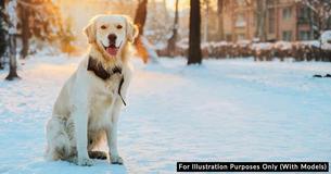 Pet Owners Who Leave Their Dogs Out In Cold Temperatures Could Now Face Imprisonment Due To New Law