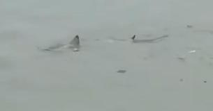 A Shark Was Spotted Swimming Down a Flooded New Jersey Street During the Nor'easter