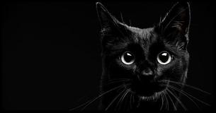 What Do You REALLY Know About Black Cats?