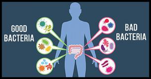 How Our Gut Bacteria Influences Our Minds