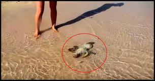 An Amazing Thank You From This Rescued Sea Creature
