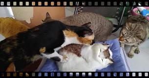 Looks-Alike Doll Cat Scares The Life Out Of His Real Friends