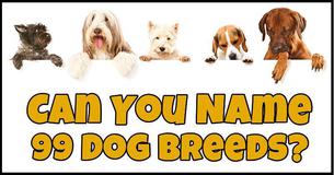 Can You Name 99 Dog Breeds?