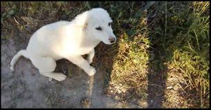 Puppy's Priceless Reaction When Jogger Finds Him Is Adorable