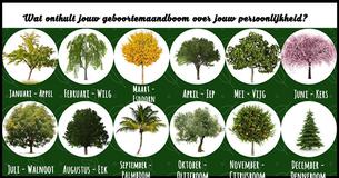 Wat onthult jouw geboortemaandboom over je persoonlijkheid?